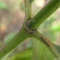 Psychotria nigra var. nigra